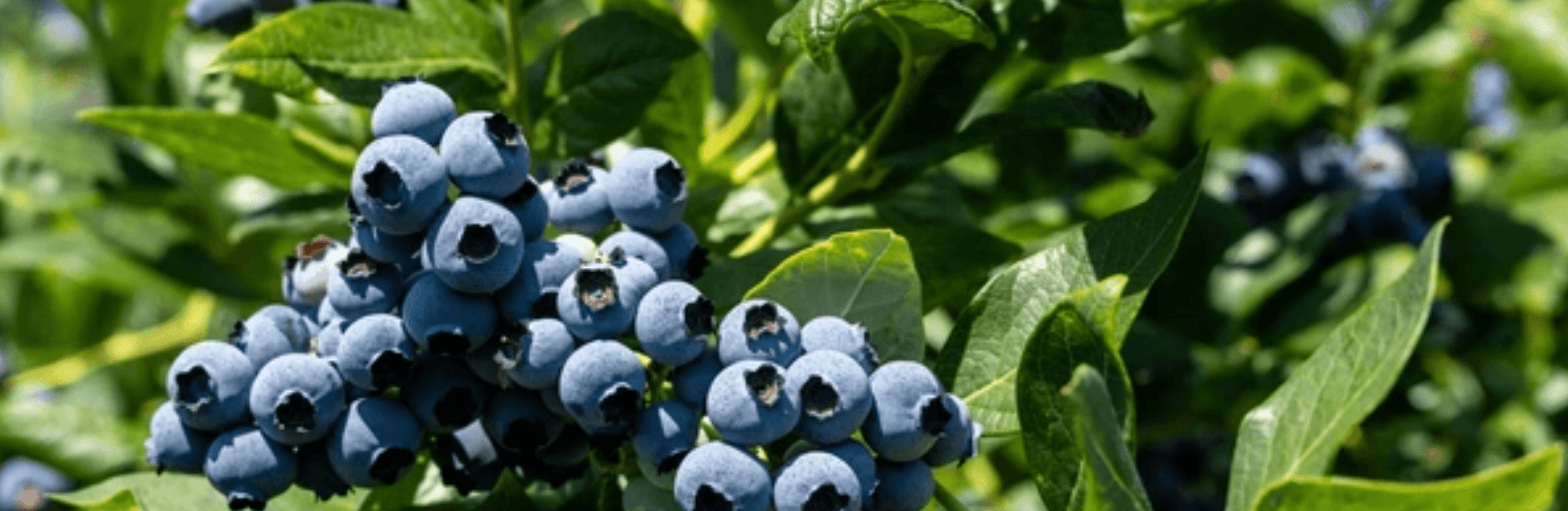 Organic blueberries with Sunfruit products