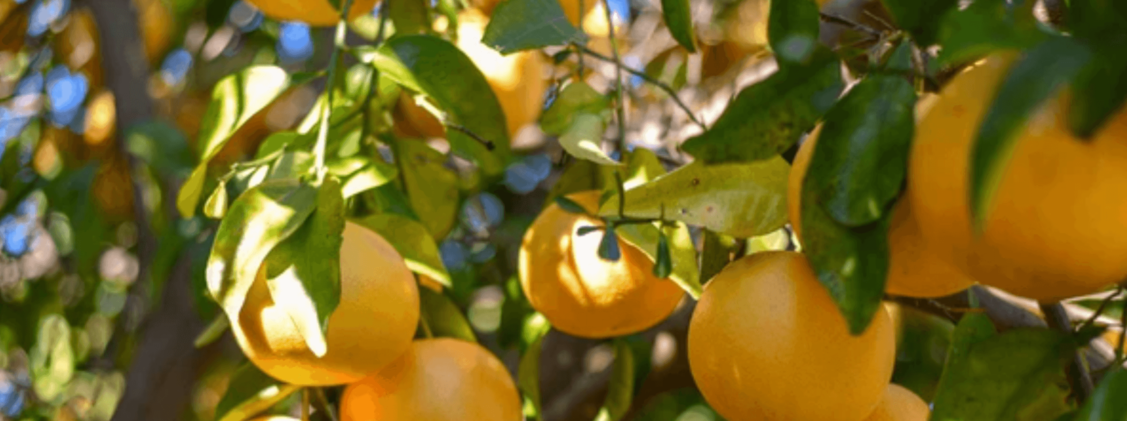 Child holding lemons from a tree